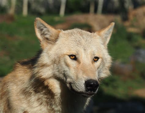 Mackenzie Valley wolf (Canis lupus occidentalis), 2020-09-02 - ZooChat