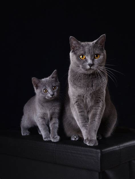 Chartreux Cat Breed Information, Pictures, Characteristics & Facts | Katte, Dyr, Smukke billeder