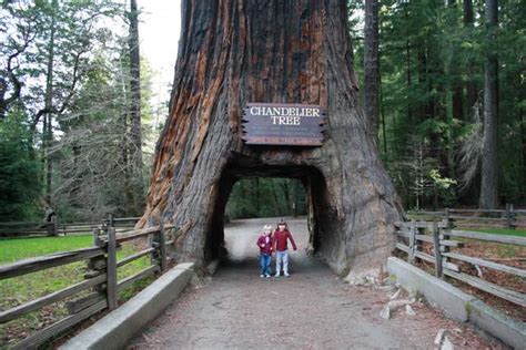 Laura's Blog: Humboldt Redwoods State Park