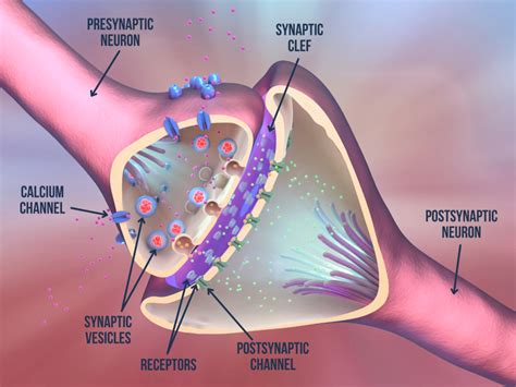 Synaptic transmission – Speechneurolab