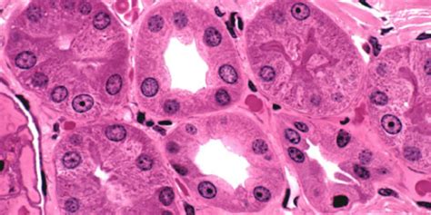 Histology of Epithelial Tissue | USMLE-Rx