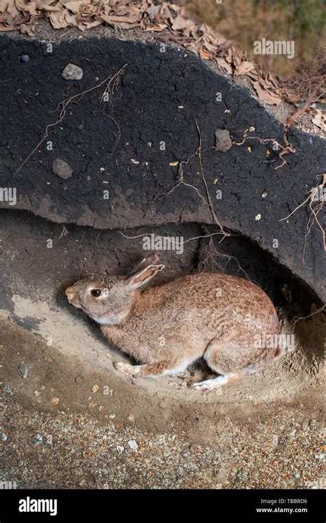 Rabbit Burrow Diagram