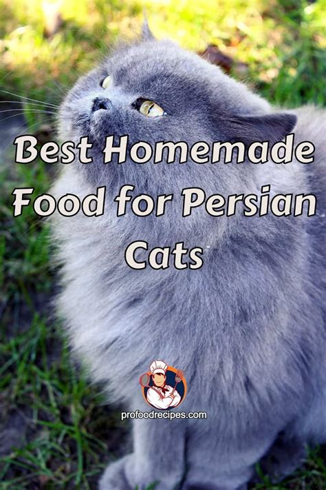 Best Homemade Food for Persian Cats