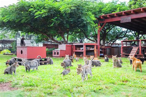 One Hawaii woman’s quest to save the feral cats of Lanai at the Lanai Cat Sanctuary.