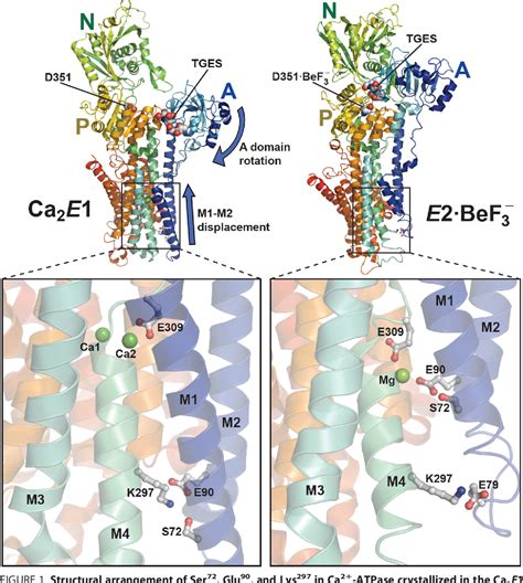 Figure 1 from Glutamate 90 at the Luminal Ion Gate of Sarcoplasmic ...