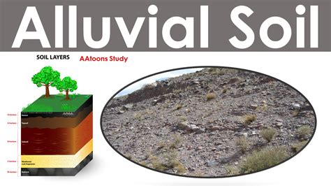 Alluvial Soil - Location, Types, Nature - AAtoons Study