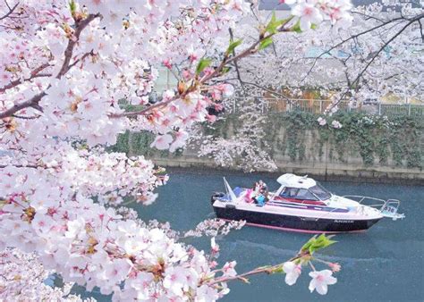 Actualiser 99+ imagen cherry blossom cruise japan 2023 - fr.thptnganamst.edu.vn