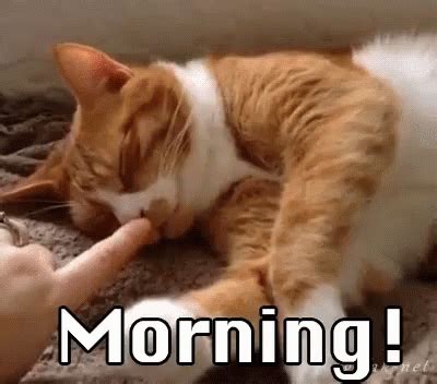 Good Morning GIF - Cats Morning Goodmorning - Discover & Share GIFs