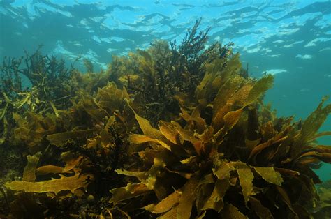 Seaweed Supports Breast Health