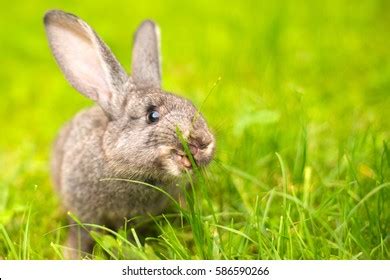 Rabbit Eating Grass: Over 25,634 Royalty-Free Licensable Stock Photos ...