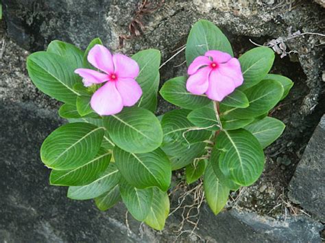 What are Lithophytic Plants? - World of Flowering Plants