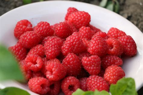 Raspberry on white ceramic food plate HD wallpaper | Wallpaper Flare