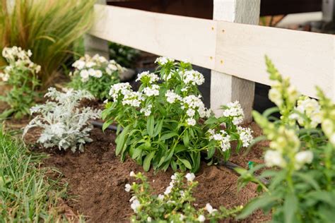 How to Design a White Flower Garden