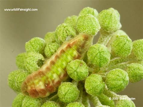 Holly Blue Butterfly and caterpillar (Celastrina argiolus) | Wildlife Insight