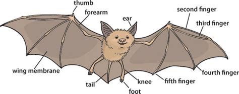 Bats | Ask A Biologist