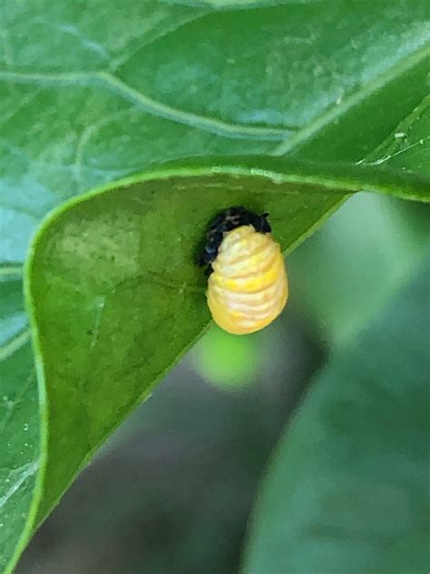 Weekly "What is it?": Ladybug larvae - UF/IFAS Extension Escambia County