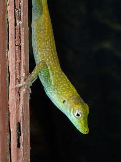 Blue Throated Anole Photo by Katie Alpers www.indigodivers.com Blue