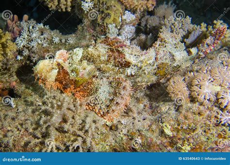 Venomous Camouflaged Scorpion Fish Stock Image - Image of scorpionfish, camouflaged: 63540643