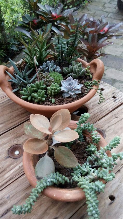 Pin de Vivian Pinion em Succulent groupings | Gordinhas