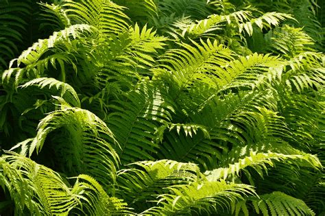 Ferns Green Stuff Sunbeam · Free photo on Pixabay