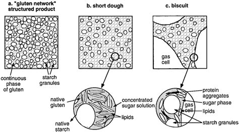 Schematic representation of matrix structure: (a) "gluten network ...