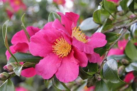 Plant of the week Camellia sasanqua ‘Crimson King’ – Thomas Stone MCI ...