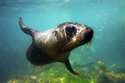 Seal Swimming Tour from Kaikoura 2024