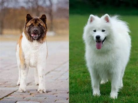 Akita Samoyed Mix-Everything You Need to Know