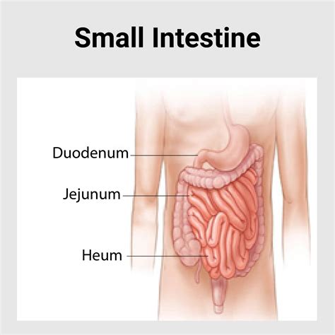 Small Intestine Disease – Best Gastroenterology Hospital in India