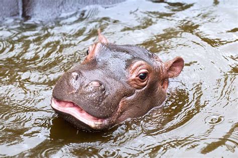 The Texas Hutto Hippo Story in Texas