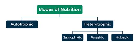 Heterotrophic Nutrition Definition, Types, Examples And, 43% OFF