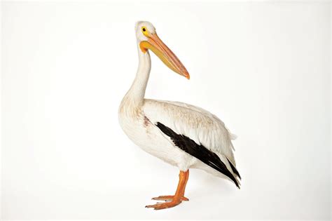 Pelican Conservation Goes High Tech | Audubon