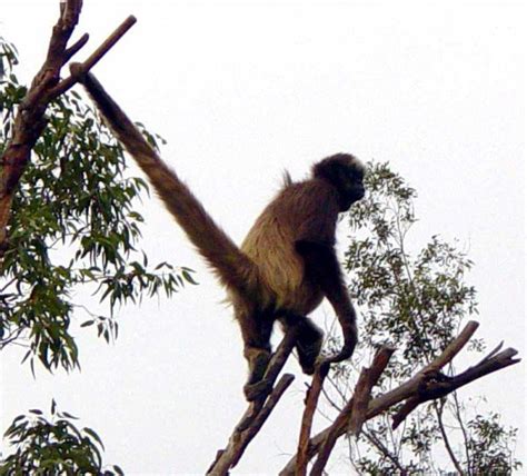 Capuchin Monkey holding on with his long prehensile tail | Pics4Learning