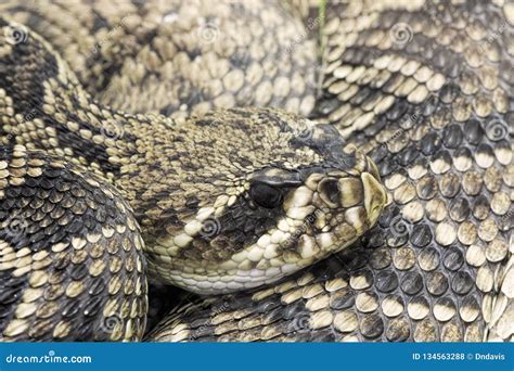 Crotalus Adamanteus, Venomous Eastern Diamondback Rattlesnake, Snake ...