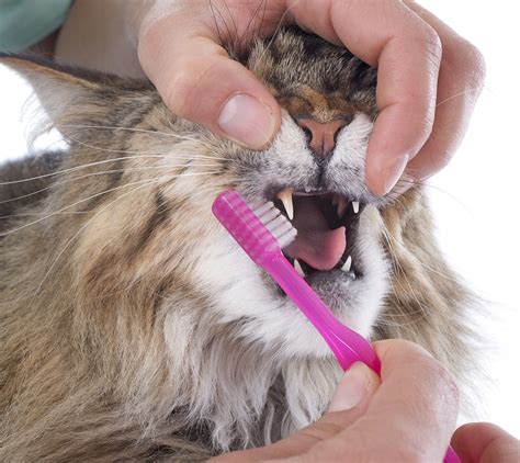 Cat Tooth Abscess Treatment At Home | Review Home Co