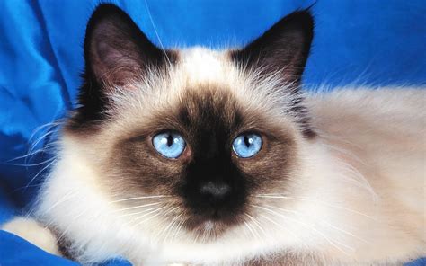 Download Blue Eyes Birman Cat Animal Cat HD Wallpaper