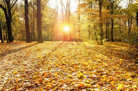 Golden Autumn stock photo. Image of environment, botany - 35247184