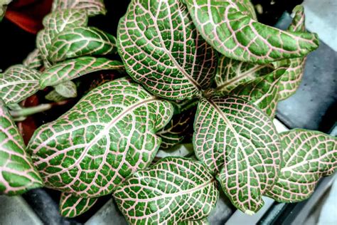 17 Best Houseplants with Red Leaves - Smart Garden and Home