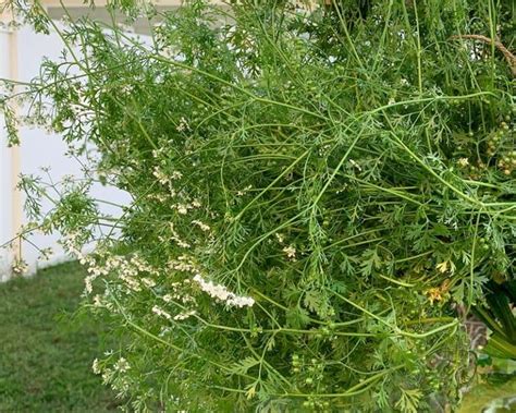 How to Harvest Coriander Seeds - Together Time Family