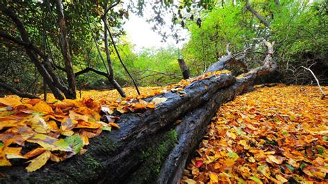 Epping Forest Walks - A Splendid Getaway From London For Hikes