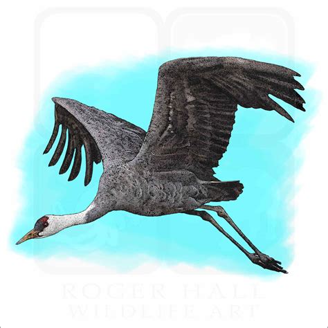 Hooded Crane - Signed Fine Art Print - inkart