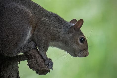 Critters | Luton Photography