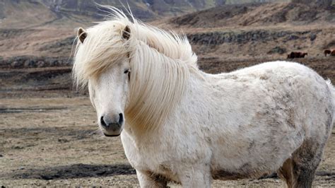 Icelandic horses are just the coolest. Did you know that Icelandic ...