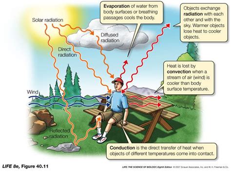 Convection, Conduction, Radiation | HEAT TRANSFER | Pinterest | Earth science, School and Plate ...