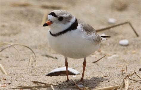 Piping Plovers Nesting at Sandy Hook | Nature on the Edge of New York City