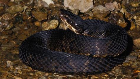 Nixa man dies of suspected cottonmouth snake bite