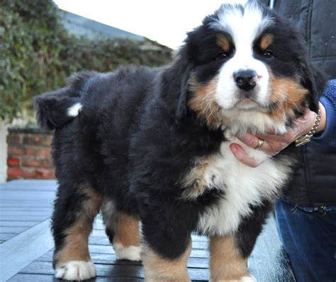 Bernese Mountain Dog Puppy Miniature Bernese Mountain Dog, Bernese Mountain Dog Puppy, Mountain ...