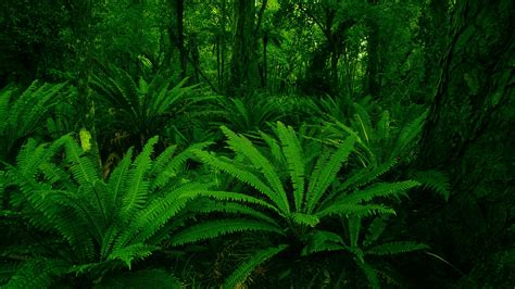 Kuvahaun tulos haulle jungletrees | Jungle photography, Fern wallpaper, Jungle images