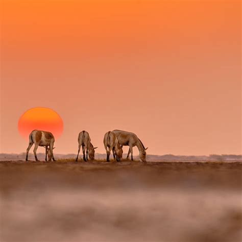 Onager - Facts, Diet, Habitat & Pictures on Animalia.bio Brave Animals, Rann Of Kutch, Perennial ...