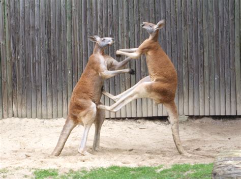 File:- fighting red kangaroos 1.jpg - Wikipedia